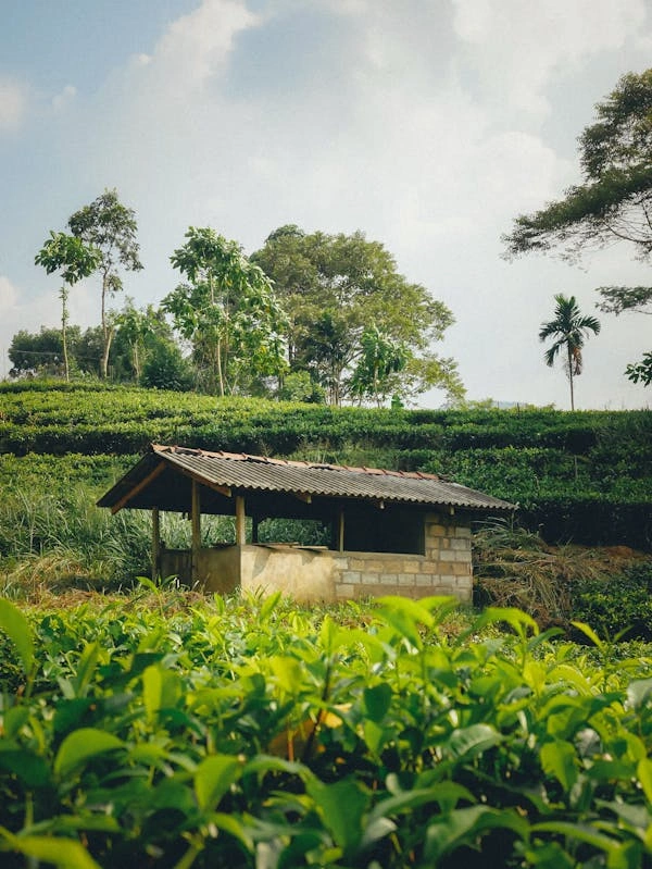 7 Days Kenya Agricultural Tour Option