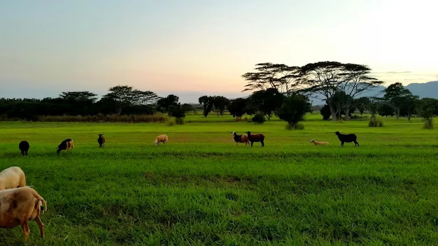 7 Days Kenya Agricultural Tour Option