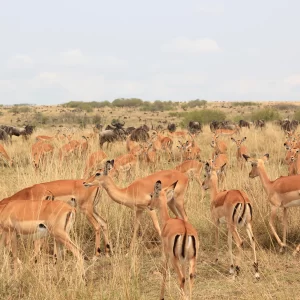 8 Days Across Kenya Safari