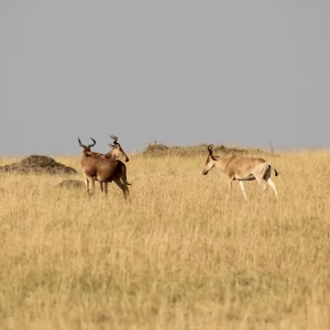 Highlights of Tanzania