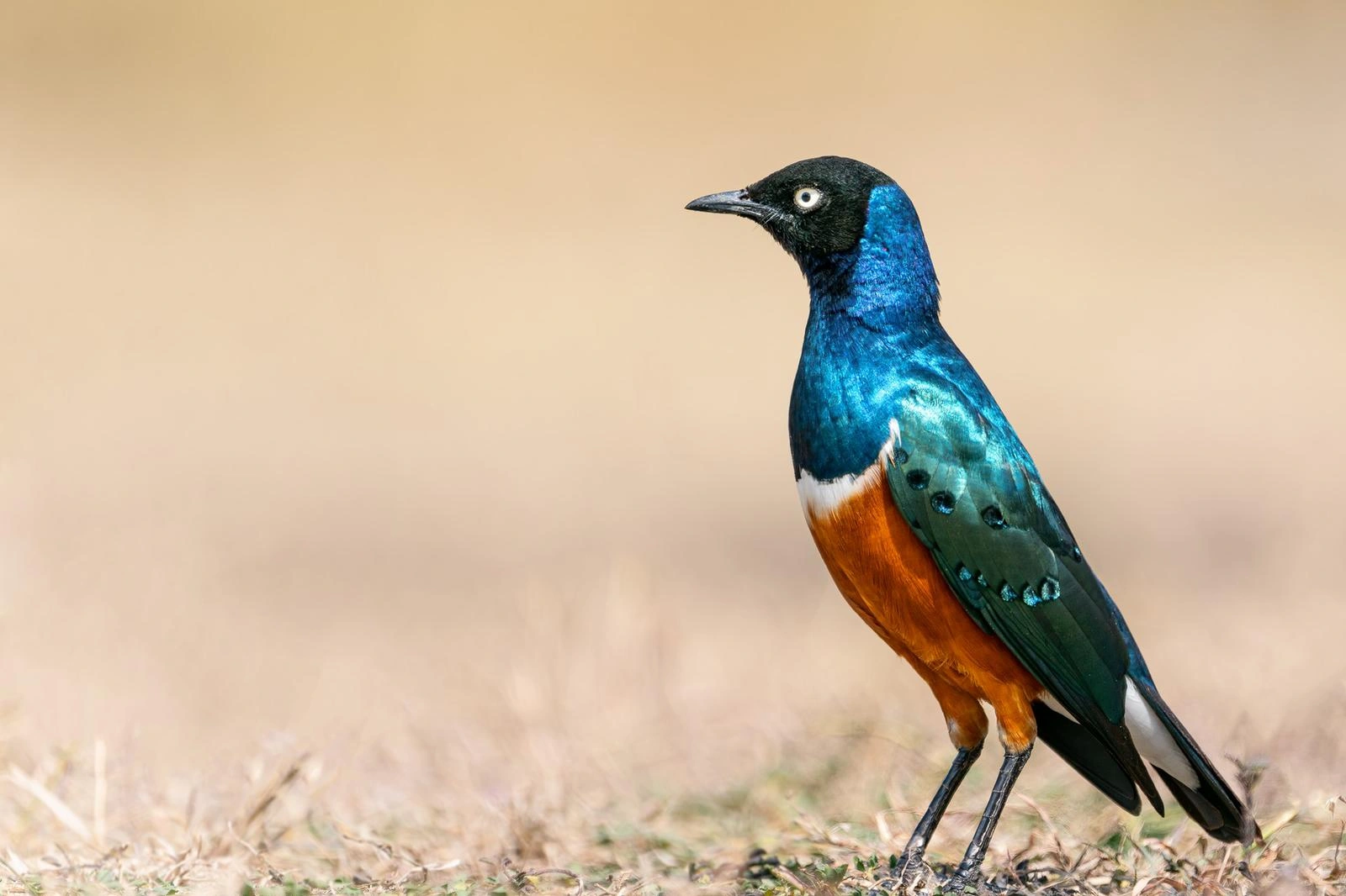 6 Days Spectacular Tanzania Safari