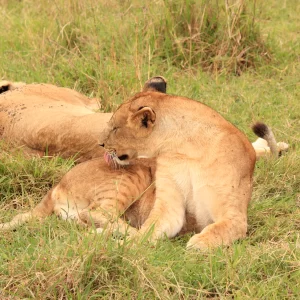 6 Days Spectacular Tanzania Safari