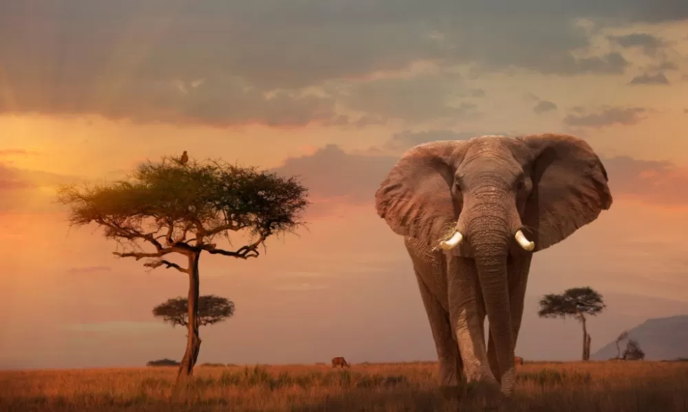 Wonders of Tanzania