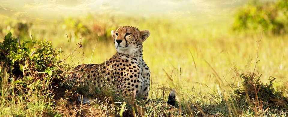 Wonders of Tanzania