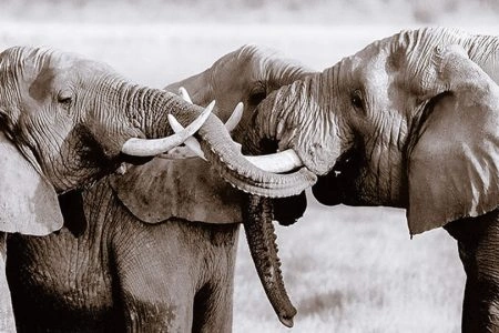 Ngorongoro Extension (2 Nights)
