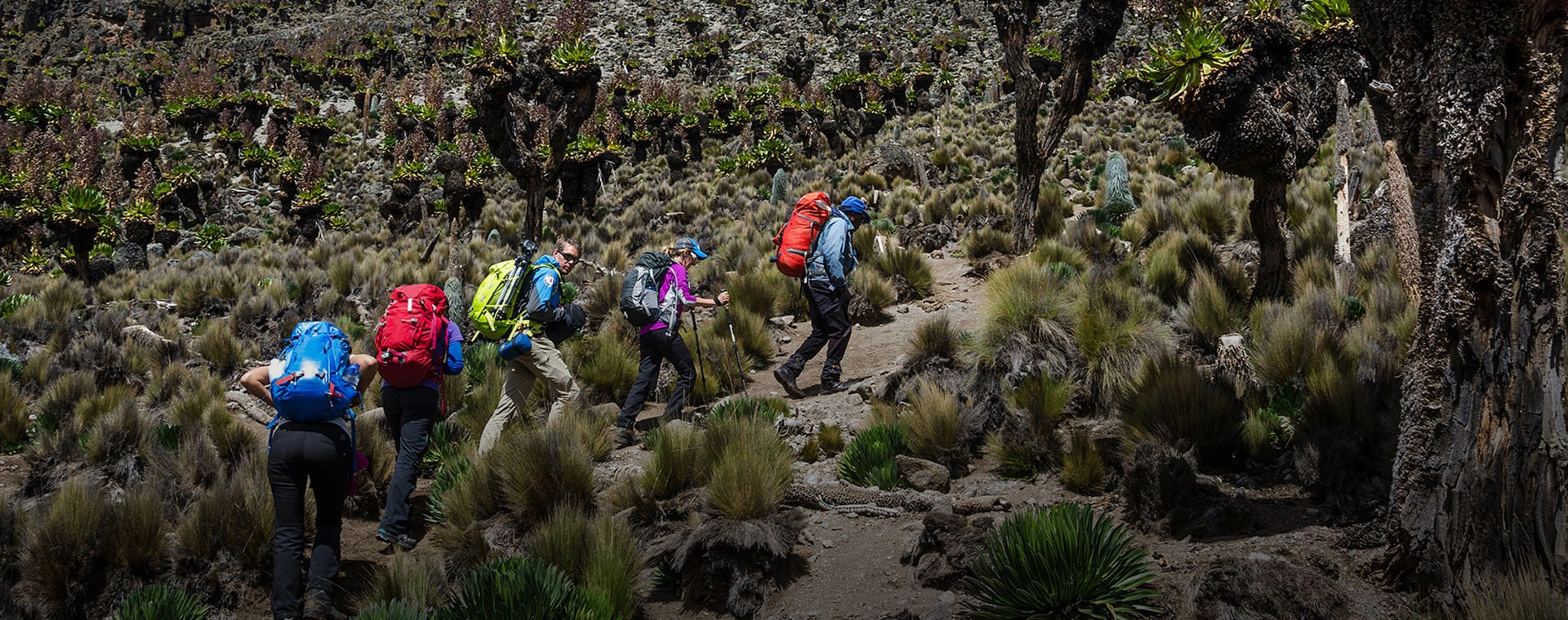 Kilimanjaro Climb Program - Lemosho Route