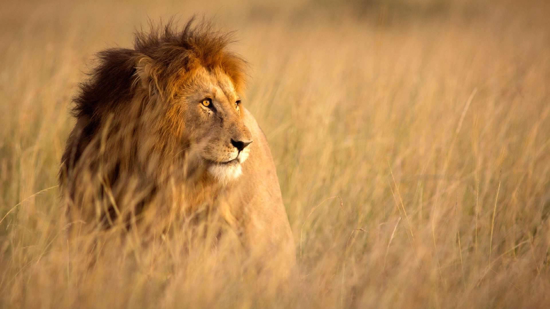 Ndege Tanzania (8 Days)