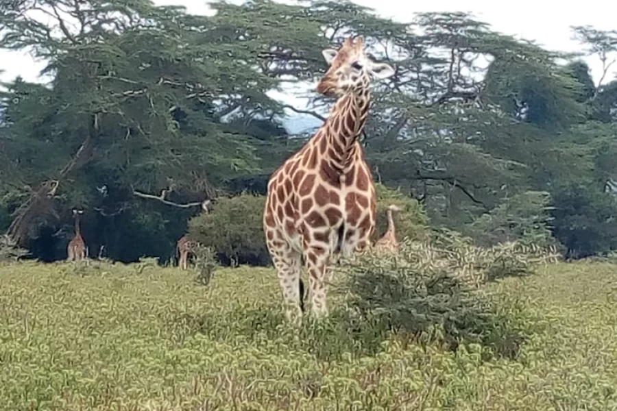 Ndege Tanzania (8 Days)