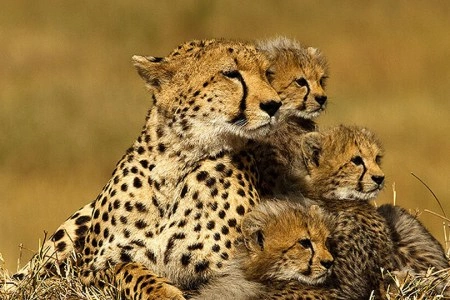 Ndege Tanzania (8 Days)