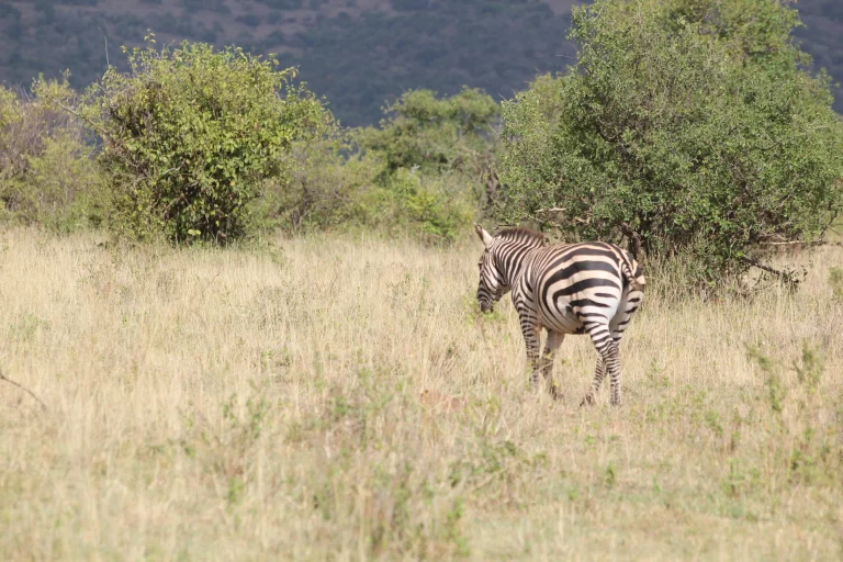 Safari Ilmoran (7 Days)