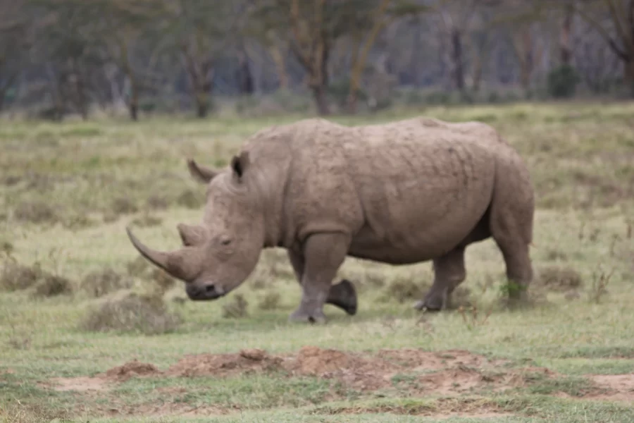 Safari Shompole (7 Days)