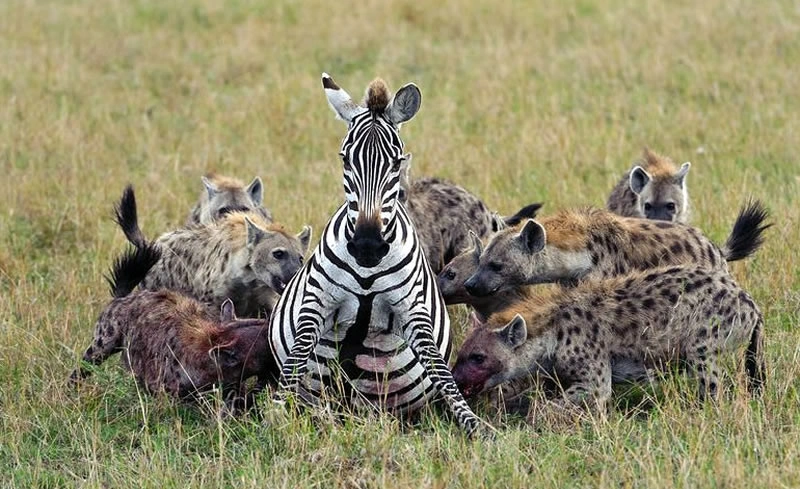 8 Days Samburu, Lake Baringo,& Maasai Mara Safari