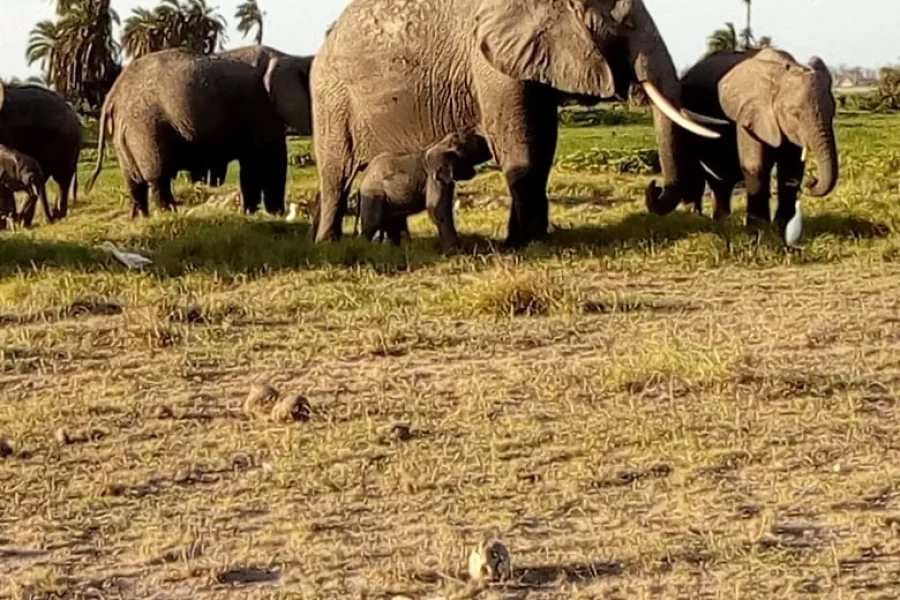 3 Days Amboseli National Park Safari