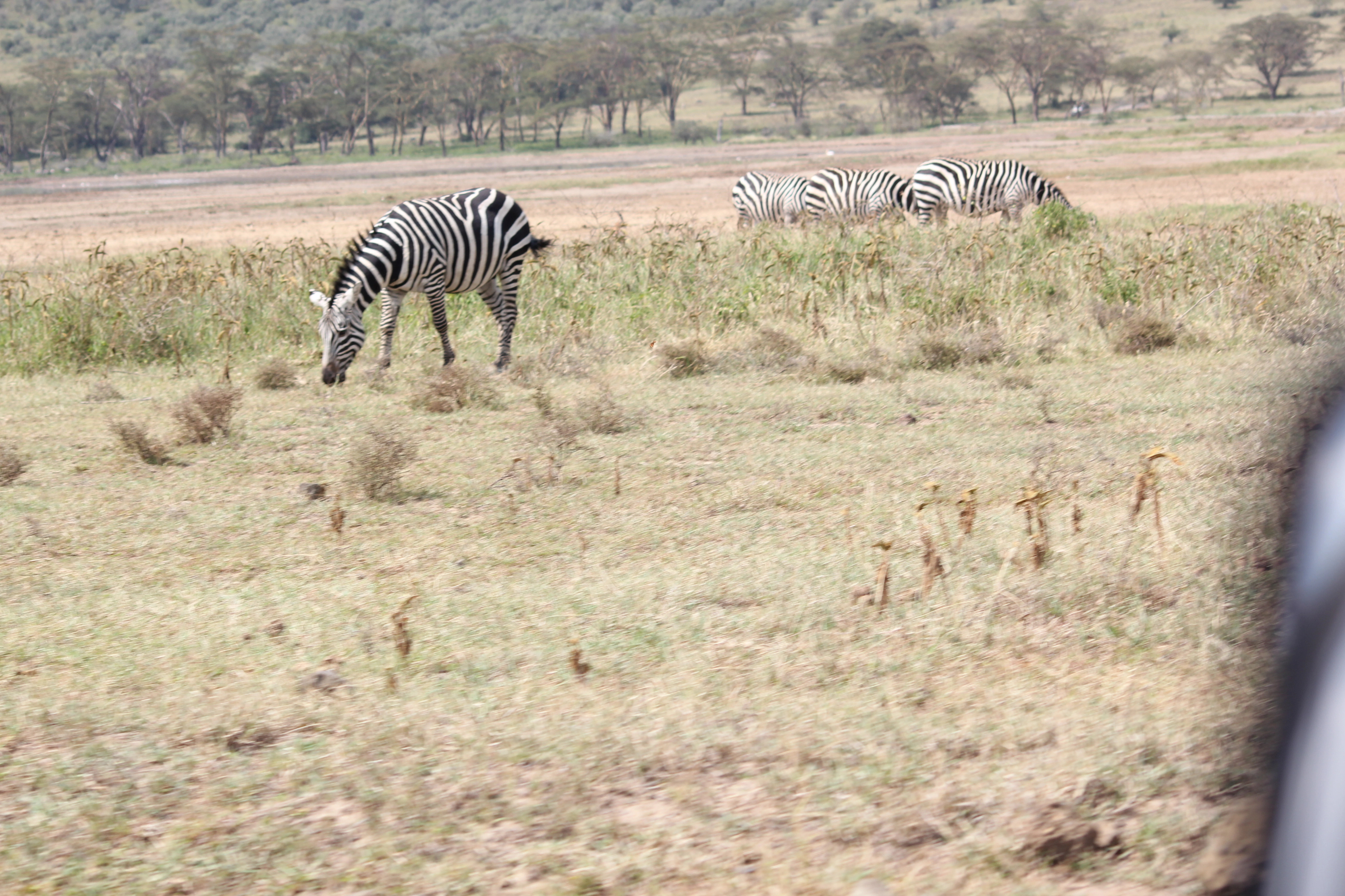 17 Days Kenya & Tanzania
