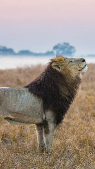 Kafue National Park image 4