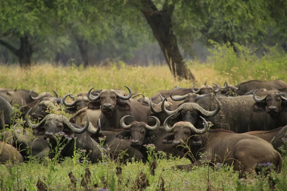 Lower Zambezi National Park image 2