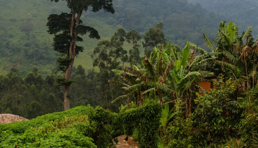 Bwindi Impenetrable Forest