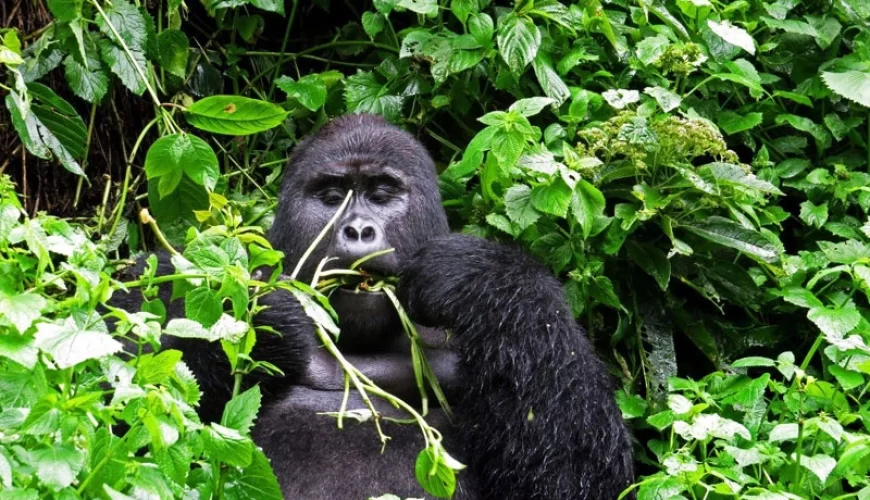 Gorilla Tracking