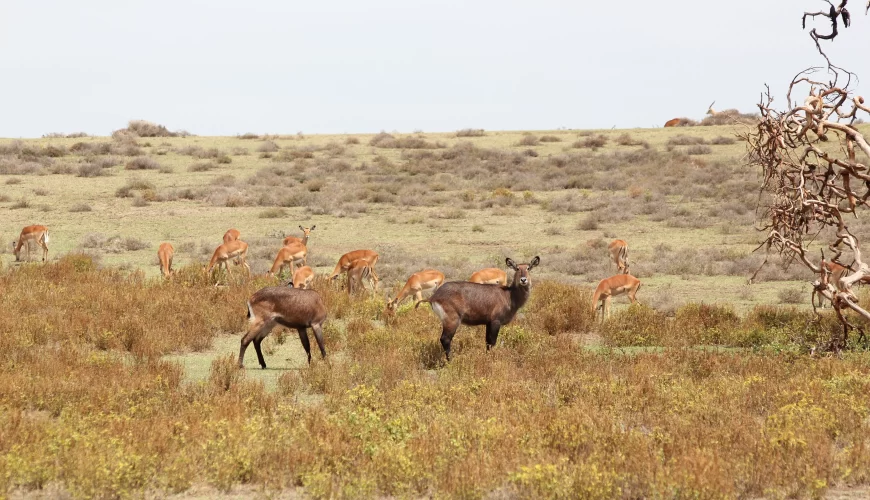 Zambia And Botswana Safari