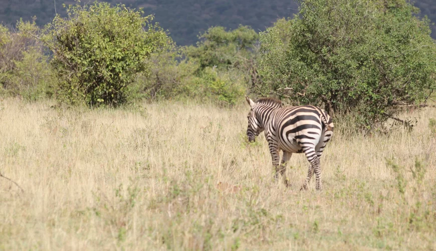 8 Days Zambia Botswana Safari