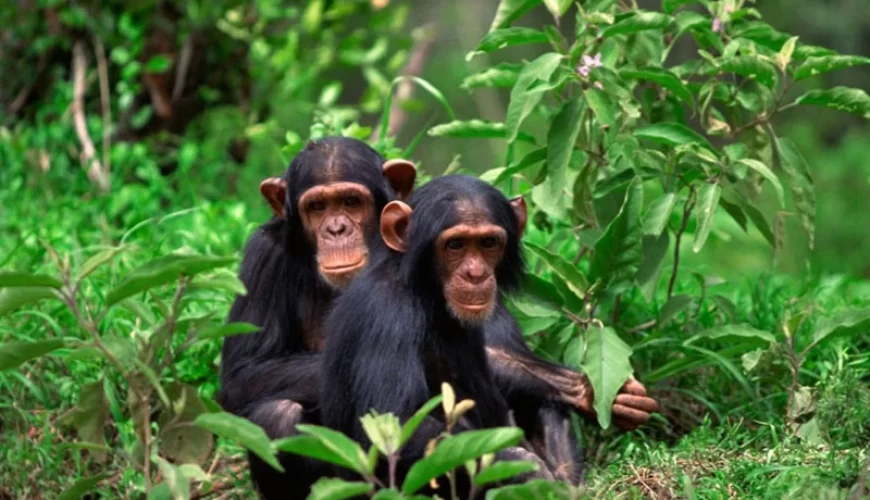 5 Days Uganda Adventure Safari