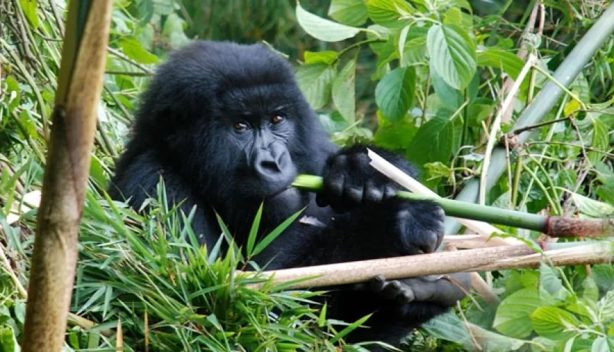 9 Days Uganda Pearl Of Africa