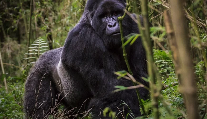 6 Days Rwanda Wildlife And Primate Adventure Safari