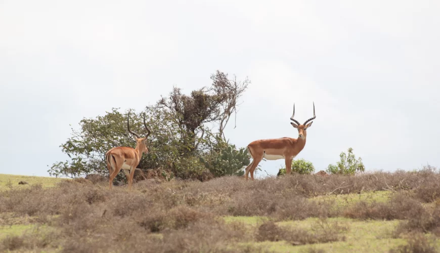 7 Days Tanzania Luxury Safari