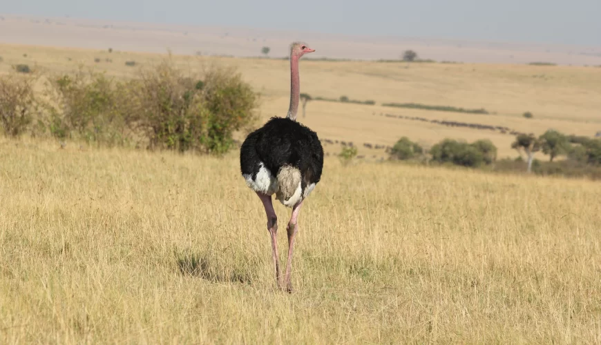 7 Days Tanzania Bird-Watching Safari