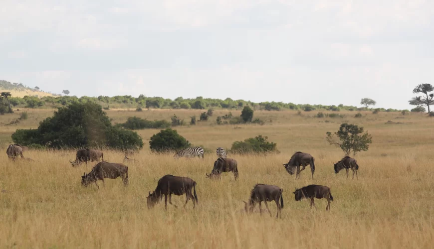 3 Days Tanzania Bird Watching Safari