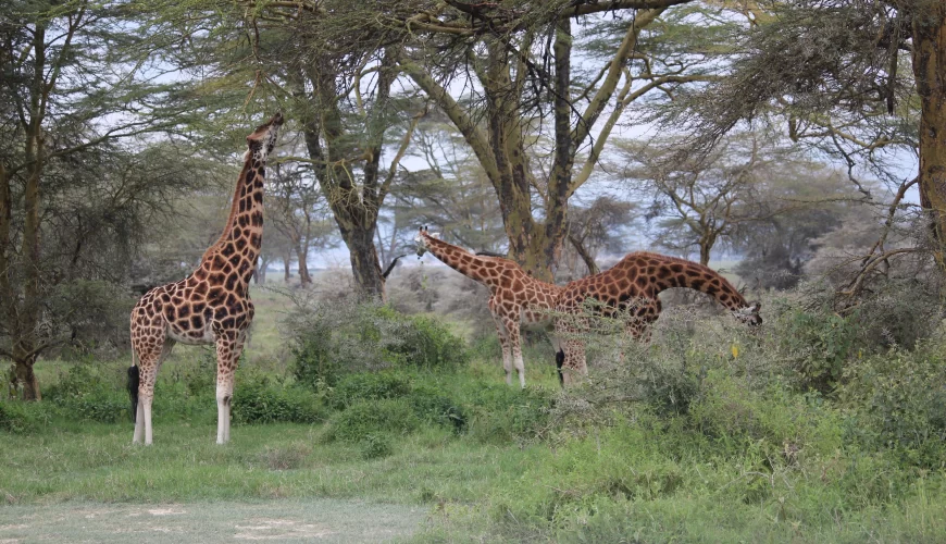 Nairobi City Tour Excursion