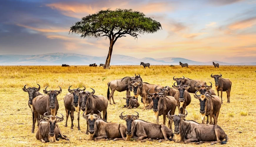 7 Days Classic Kenya Conservancy Safari