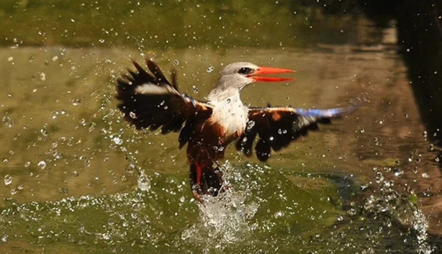 11 Days Kenya Bird-Watching Safari
