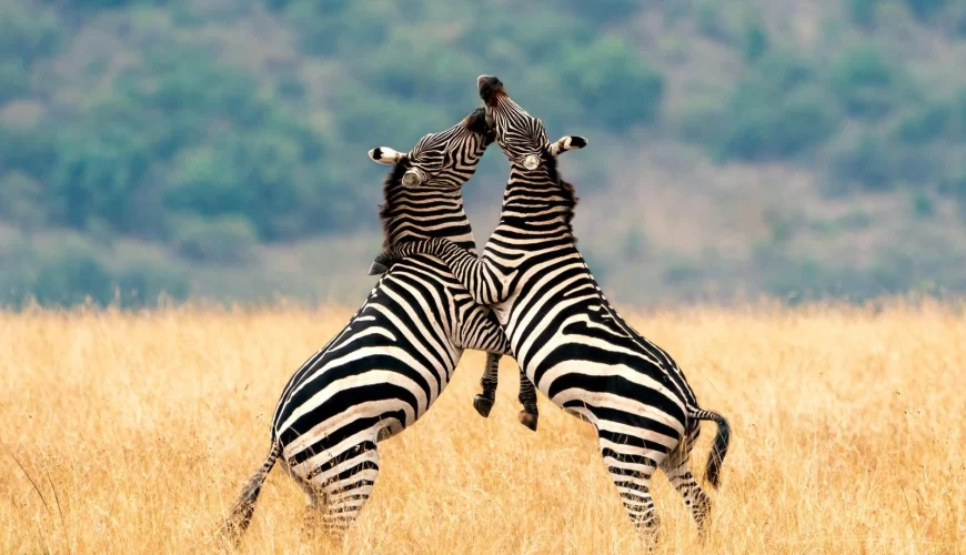 Highlights of Tanzania