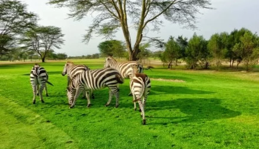 Safari Shompole (7 Days)