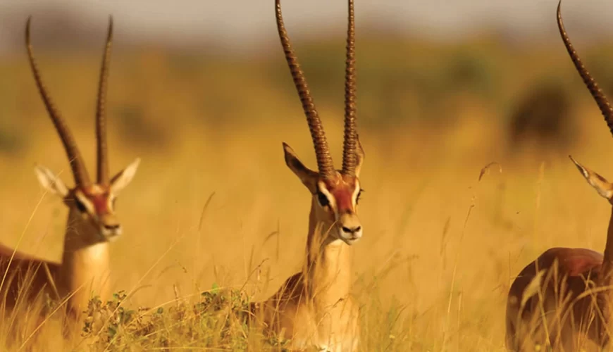 Tsavo West National Park image 2