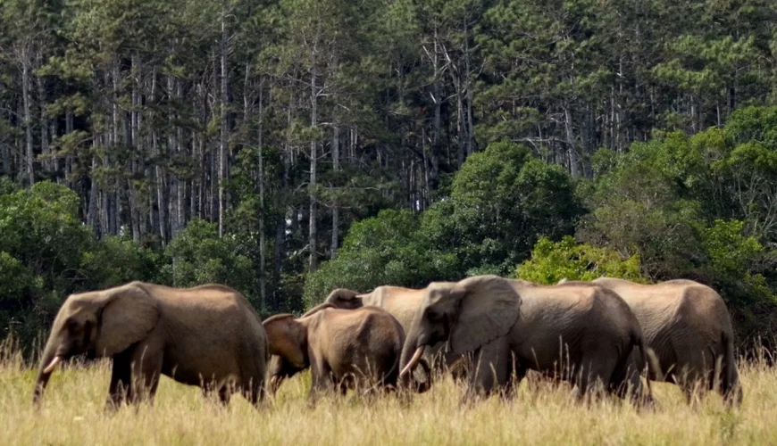 Simba Hills National Reserve