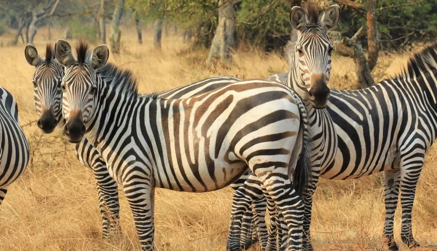 Lake Mburo National Park