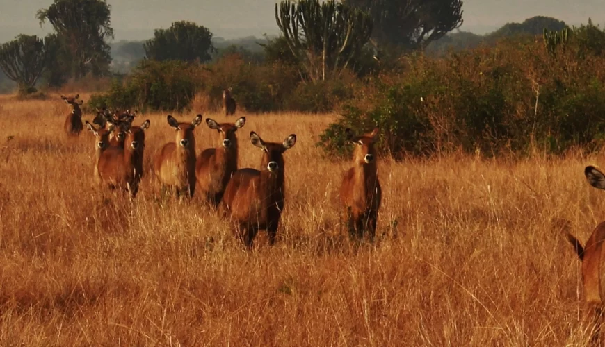 Queen Elizabeth National Park