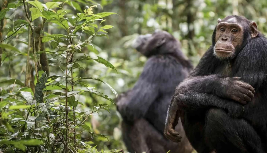 Kibale National Park