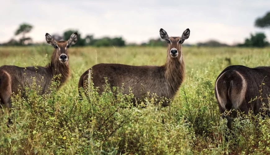Meru National Park