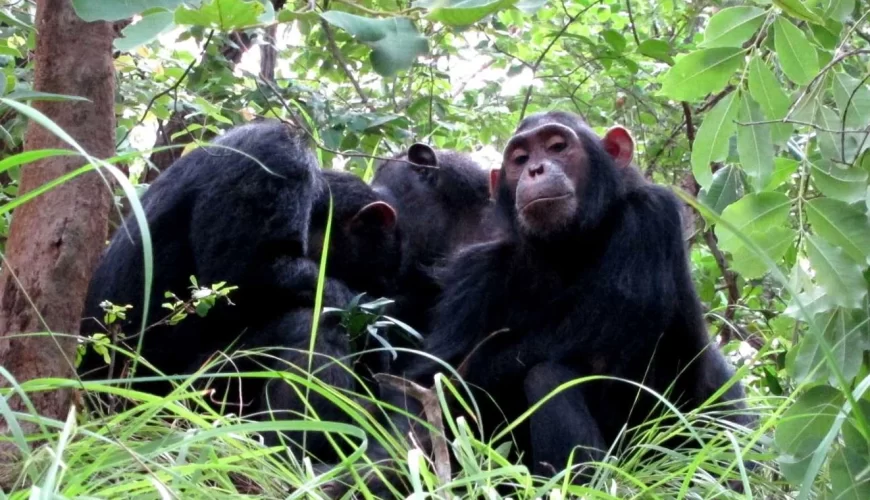 Gombe National Park