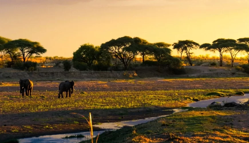 Mikumi National Park