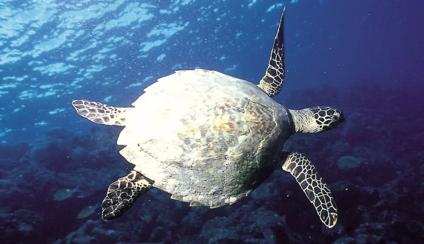 Kiunga Marine National Reserve