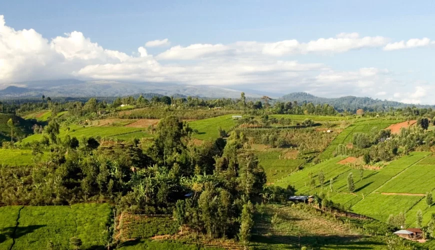 Limuru Tea Plantations image 1