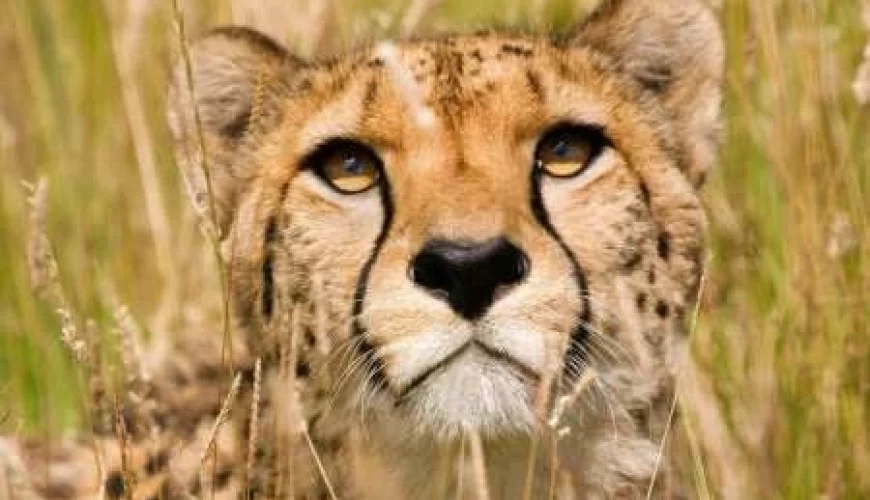 Ngorongoro Extension (2 Nights)