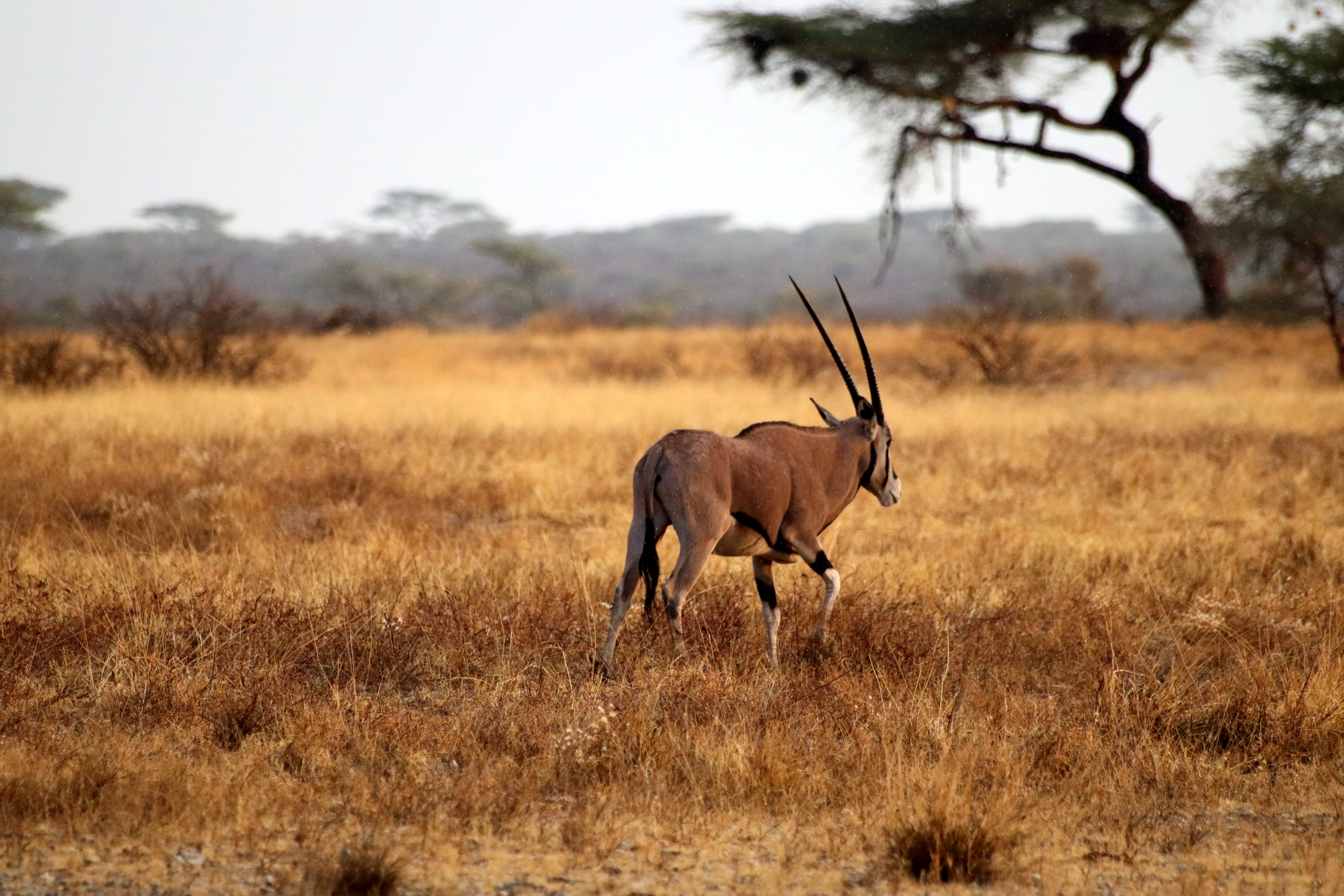 Buffalo Springs National Reserve image 3