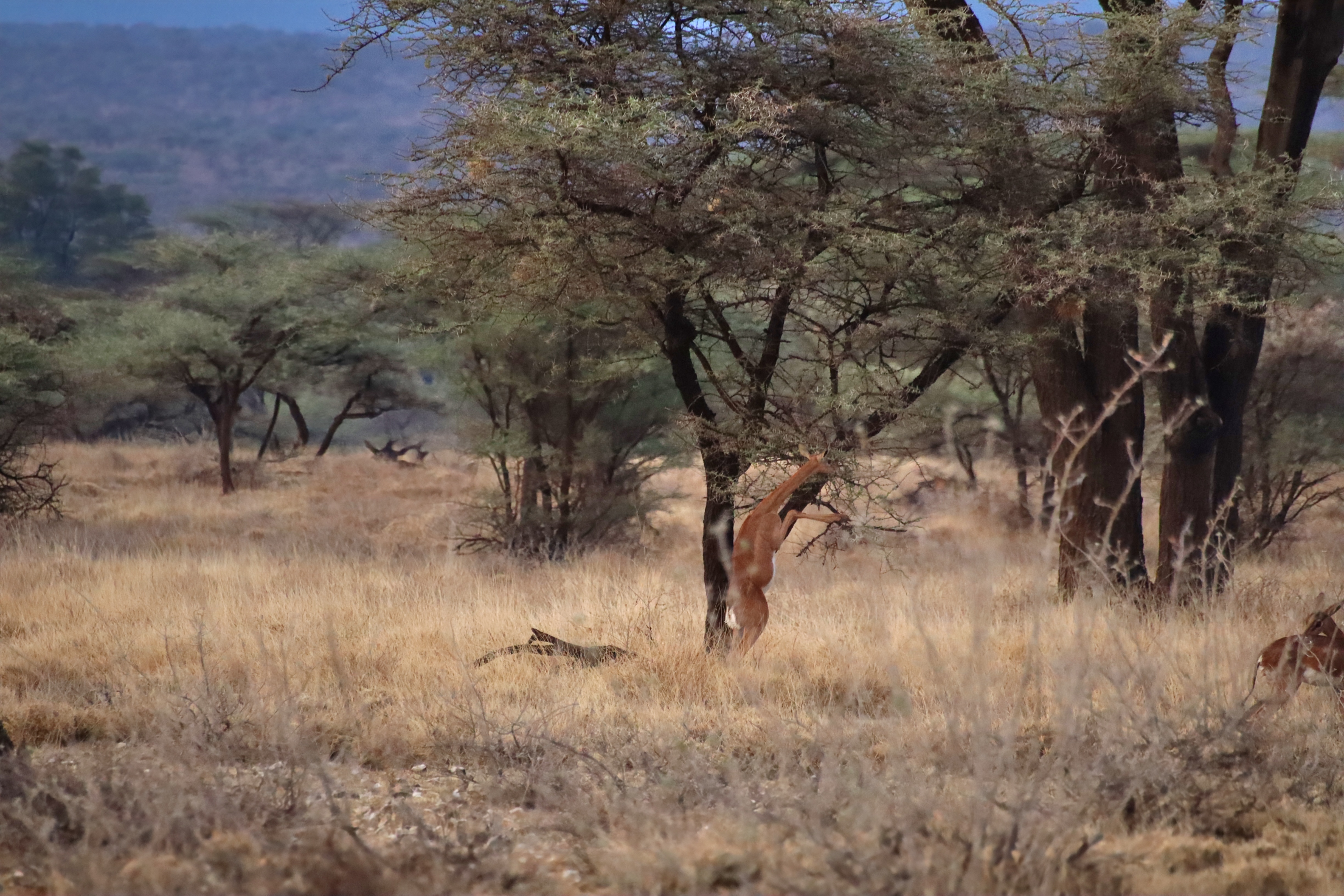 Buffalo Springs National Reserve image 4