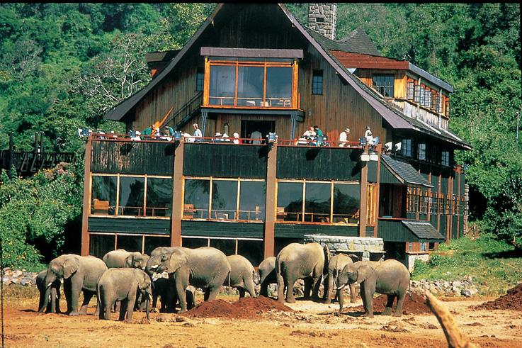 Treetop Lodge