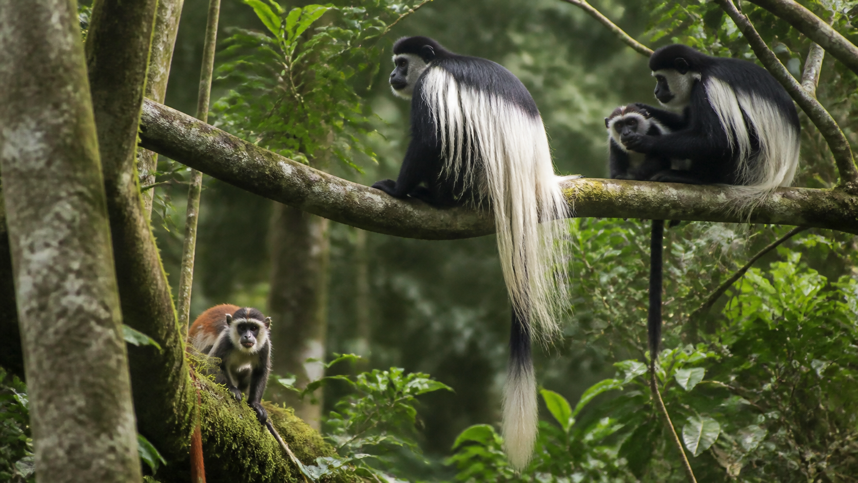 Kakamega Forest National Reserve